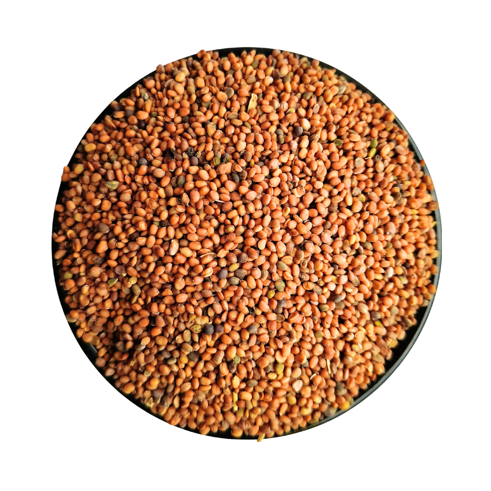 Taramira Seeds (Brassica Eruca) - Image 2